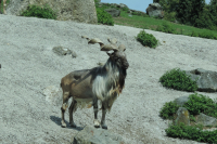 Zoo Augsburg plant Himalaya-Land - Ein GroÃprojekt nimmt Form an