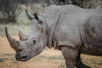 Nashorn Kibibi im Zoo Augsburg eingeschlÃ¤fert