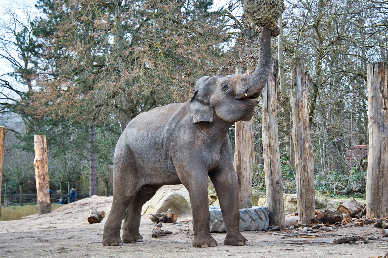 Neuer Elefanten im Zoo Augsburg