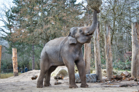 Ankunft neuer Elefanten im Zoo Augsburg